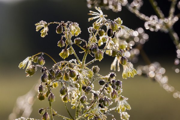 Василистник в праздничном убранстве