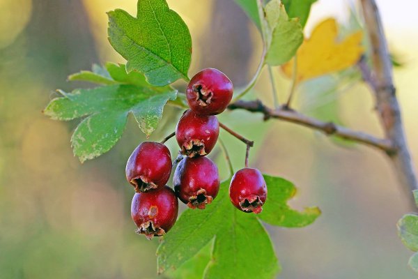 IMG_2595 Боярышник красный