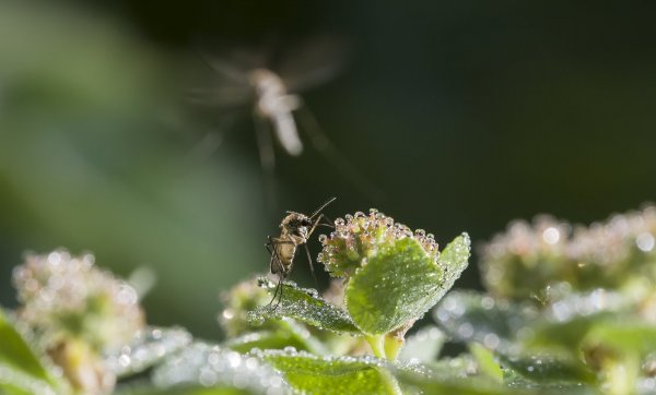 Привиделось