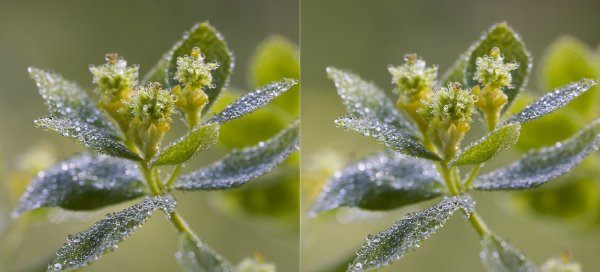 Хрустальный цветок