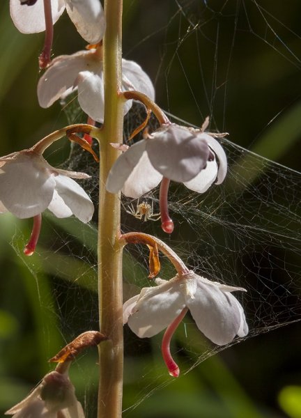 Хозяин воздушного замка