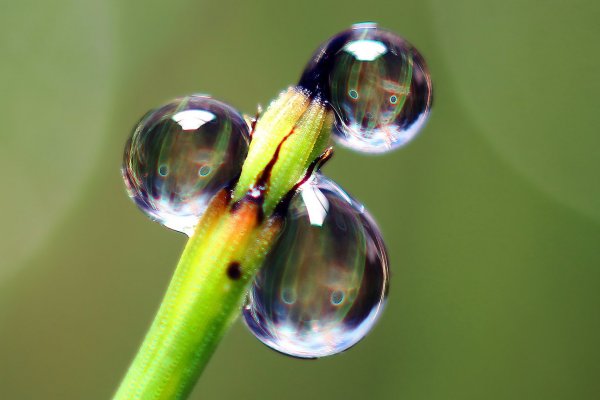 IMG_3049-1 Любопытные голубоглазые капли