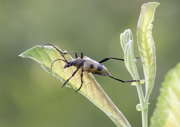 С веточки на листик