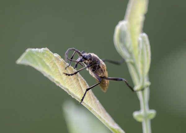 Кусая длинный ус ...