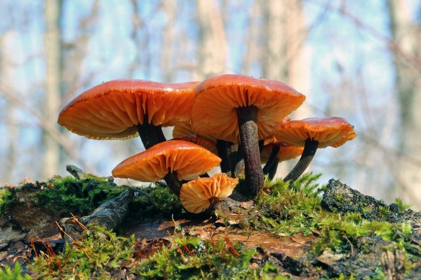 IMG_3669-2 Опёнок зимний, Фламмулина бархатистоножковая