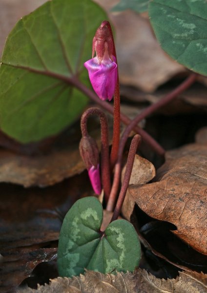 IMG_3763  Бутоны цикламенов