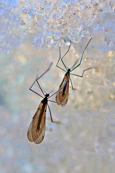 IMG_3910 хионеи зимние комары