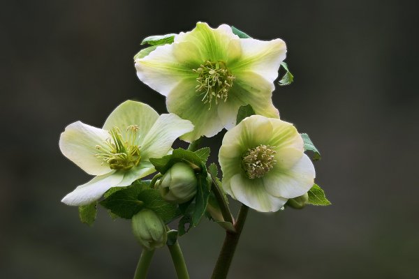 Plants and mushrooms