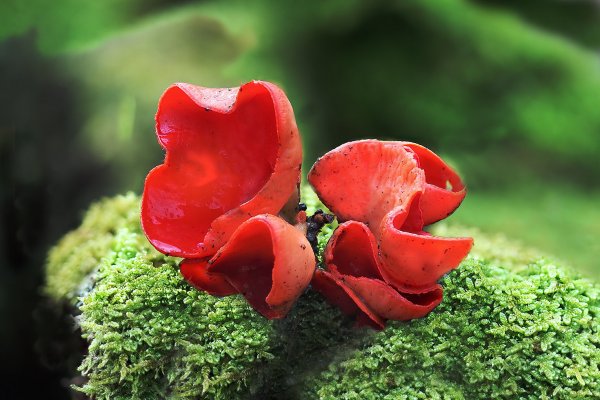 Plants and mushrooms