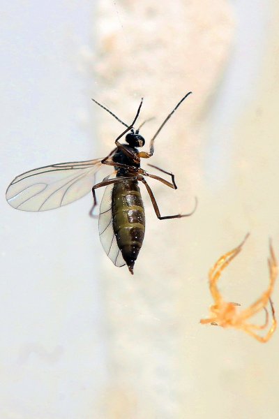 IMG_4191 Мушки сциариды грибной комарик