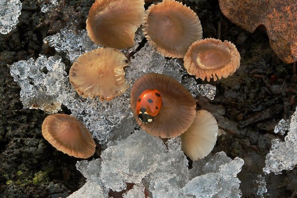 IMG_5225 коллибия каштановая rhodocollybia butyracea