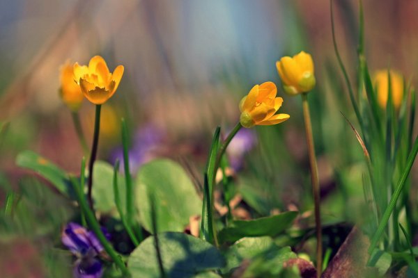 IMG_5226  Фиалки-лютики