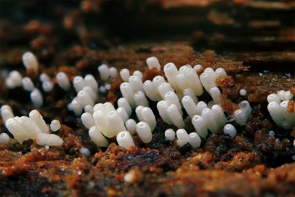 IMG_5576  Базидиомицет Henningsomyces candidus