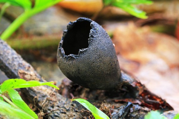 IMG_5618 Урнула бокаловидная