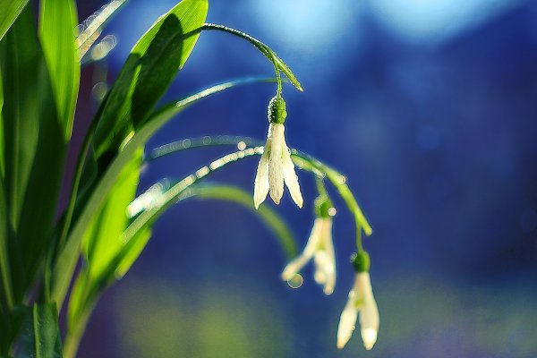 IMG_5712 Галантусы