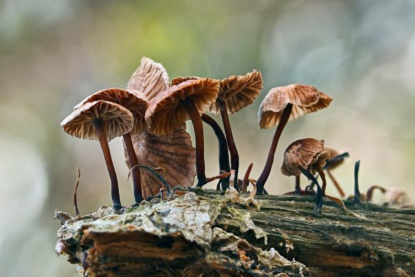 IMG_5757 чесночник обыкновенный