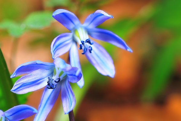 IMG_5958 Пролесок