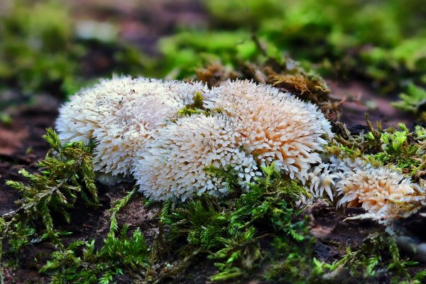 IMG_6141 Ежовик гребенчатый