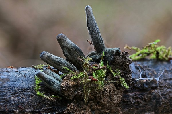 IMG_6282 Пальцы мертвеца xylaria polymorpha