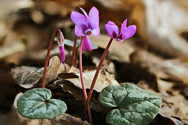 IMG_6363  Цикломены кавказские