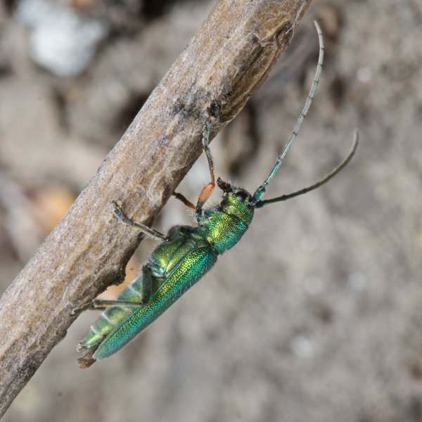 Усач Phytoecia caerulea (Scopoli, 1772).