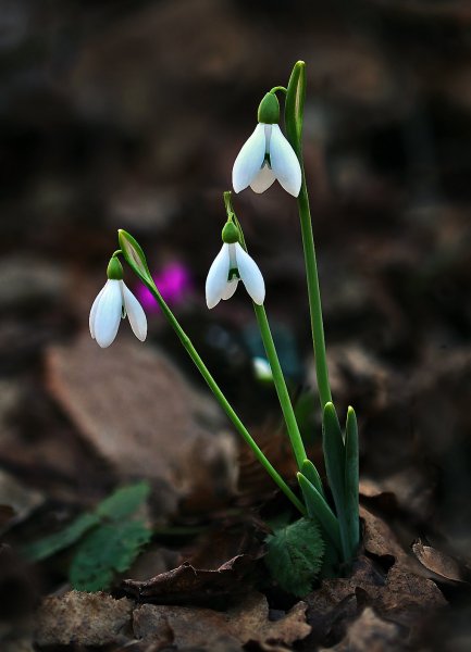 IMG_6520 Галантус