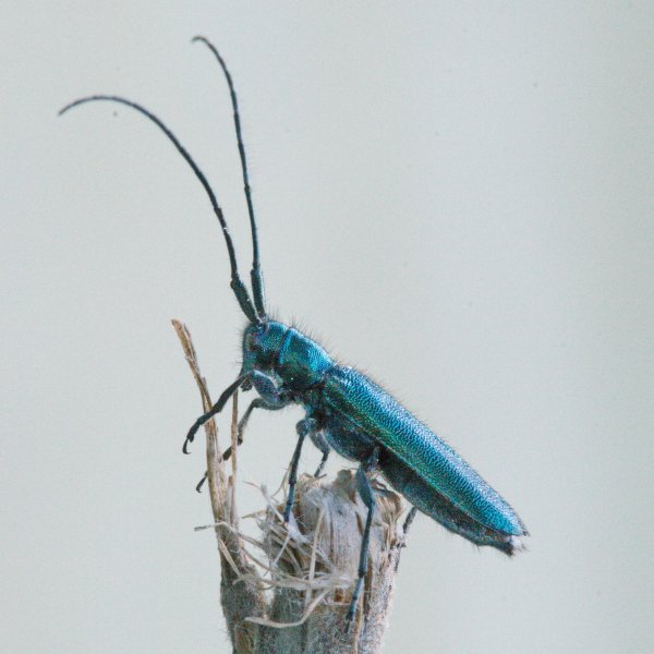 Усач Agapanthia violacea (Fabricius, 1775).