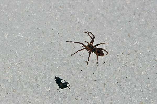 IMG_6992 паук-волк. Не спится им уже, бегают по снегу - что-то ищут