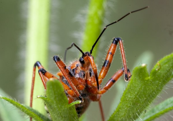 "Очень злой Буратино".