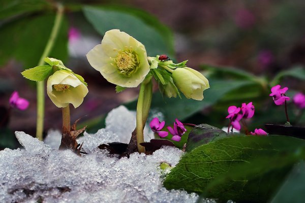 IMG_7100 три в одном