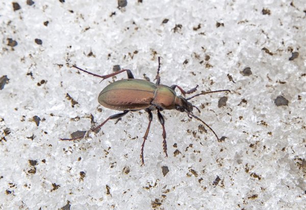 По снегу как по земле.