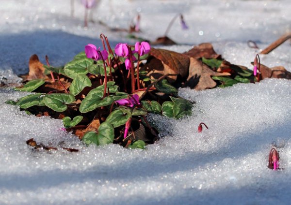 IMG_7618 Цикломены кавказские