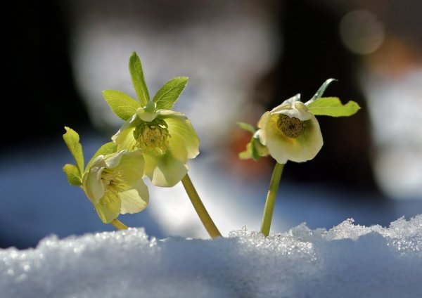 IMG_7700 Морозники