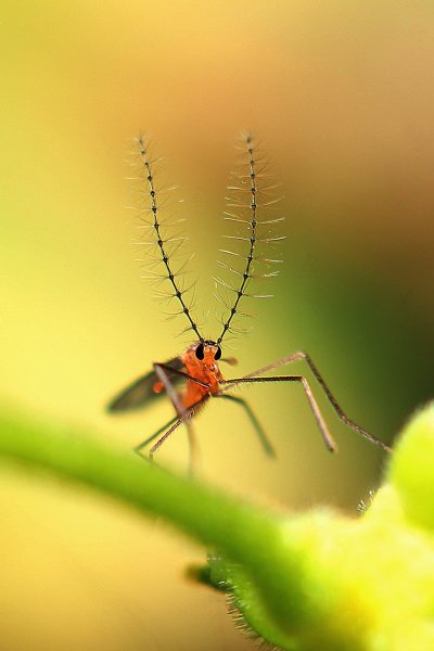 IMG_8429 Усы гусаров украшают!