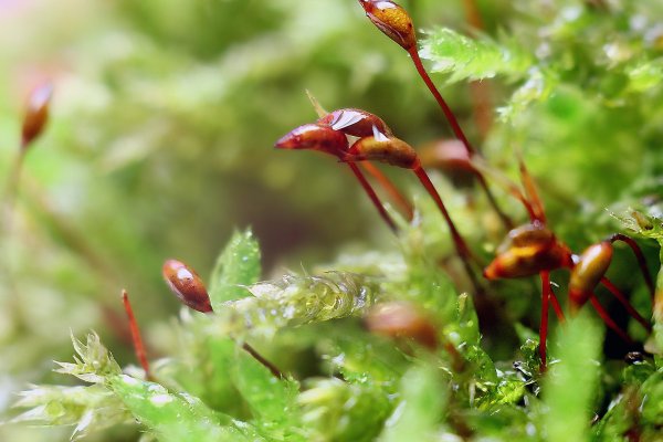 IMG_8913-1 Кукушкин лен цветет