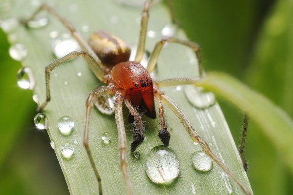IMG_8994 Хитрая такая мордашка, да очень обманчивая