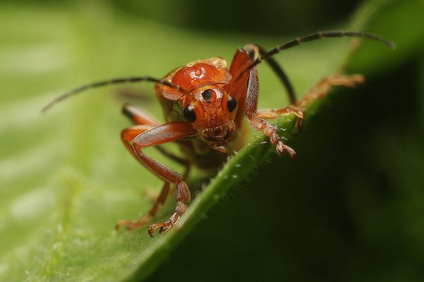 IMG_9083  мягкотелка рыжая rhagonycha fulva