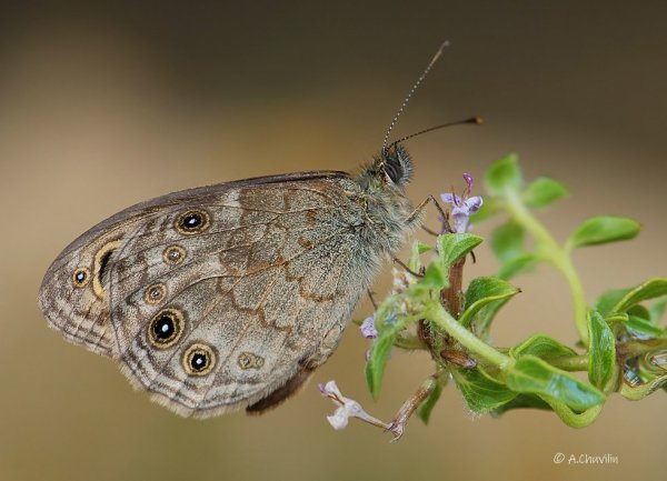 L.maera L. Армения.jpg