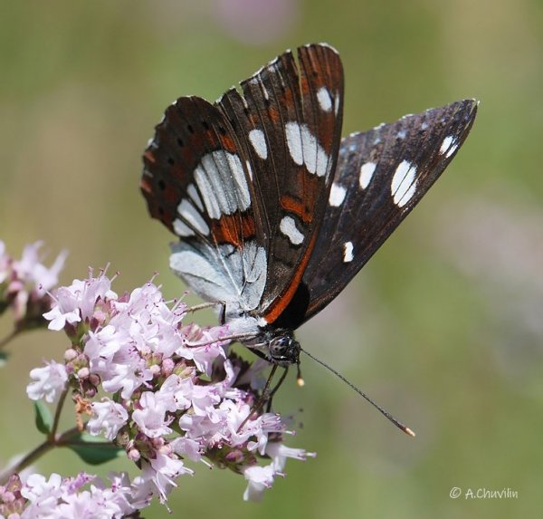 L.reducta S. Армения.jpg