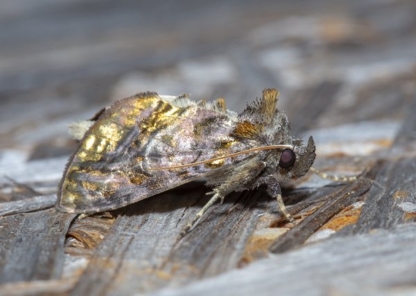 Совка-металловидка Lamprotes c-aureum (Knoch, 1781).