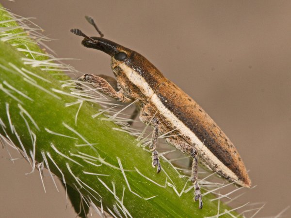 Долгоносик Lixus albomarginatus Boheman, 1843.