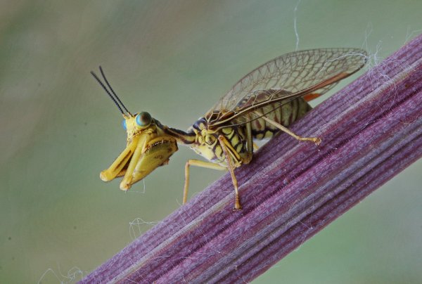 Мантиспа блестящая - Mantispa perla (Pallas, 1772).