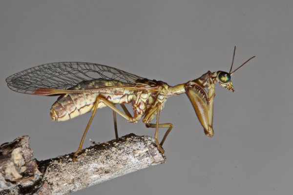 Мантиспа обыкновенная -  Mantispa styriaca Poda, 1761 07