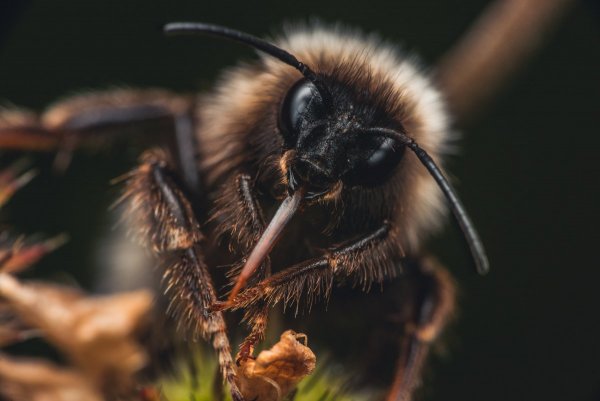 Норовой шмель