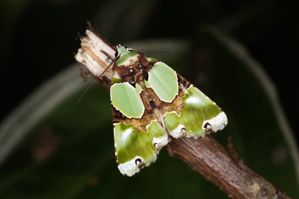 Совка Nacna malachitis (Oberthur, 1880).
