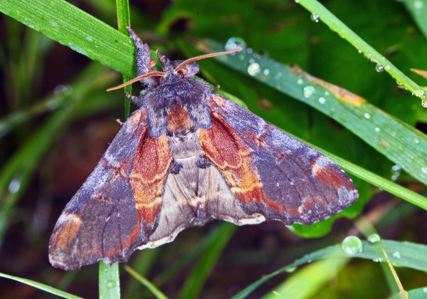 Хохлатка Дембовского (Notodontidae) Notodonta dembowskii Oberthur, 1879