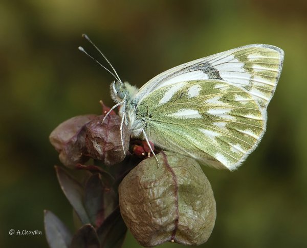 P.callidice H. Армения.jpg