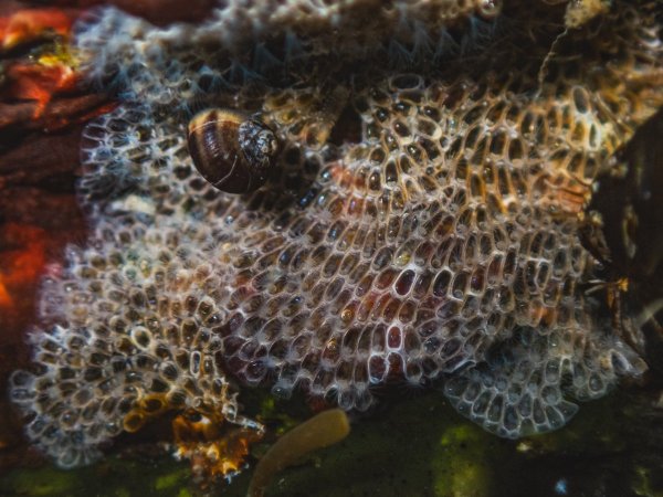 Мшанки Electra pilosa