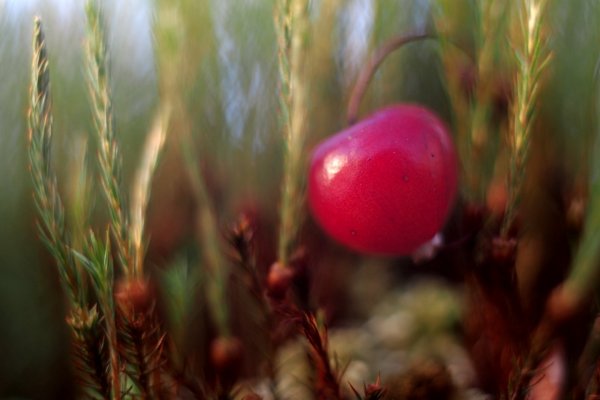 Среди влажных мхов