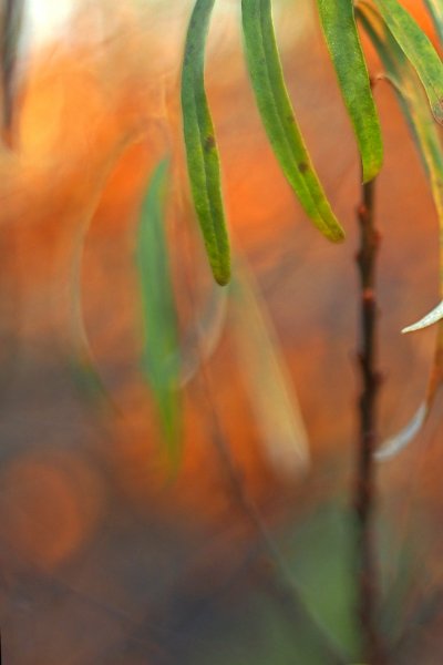 Эфирное тело